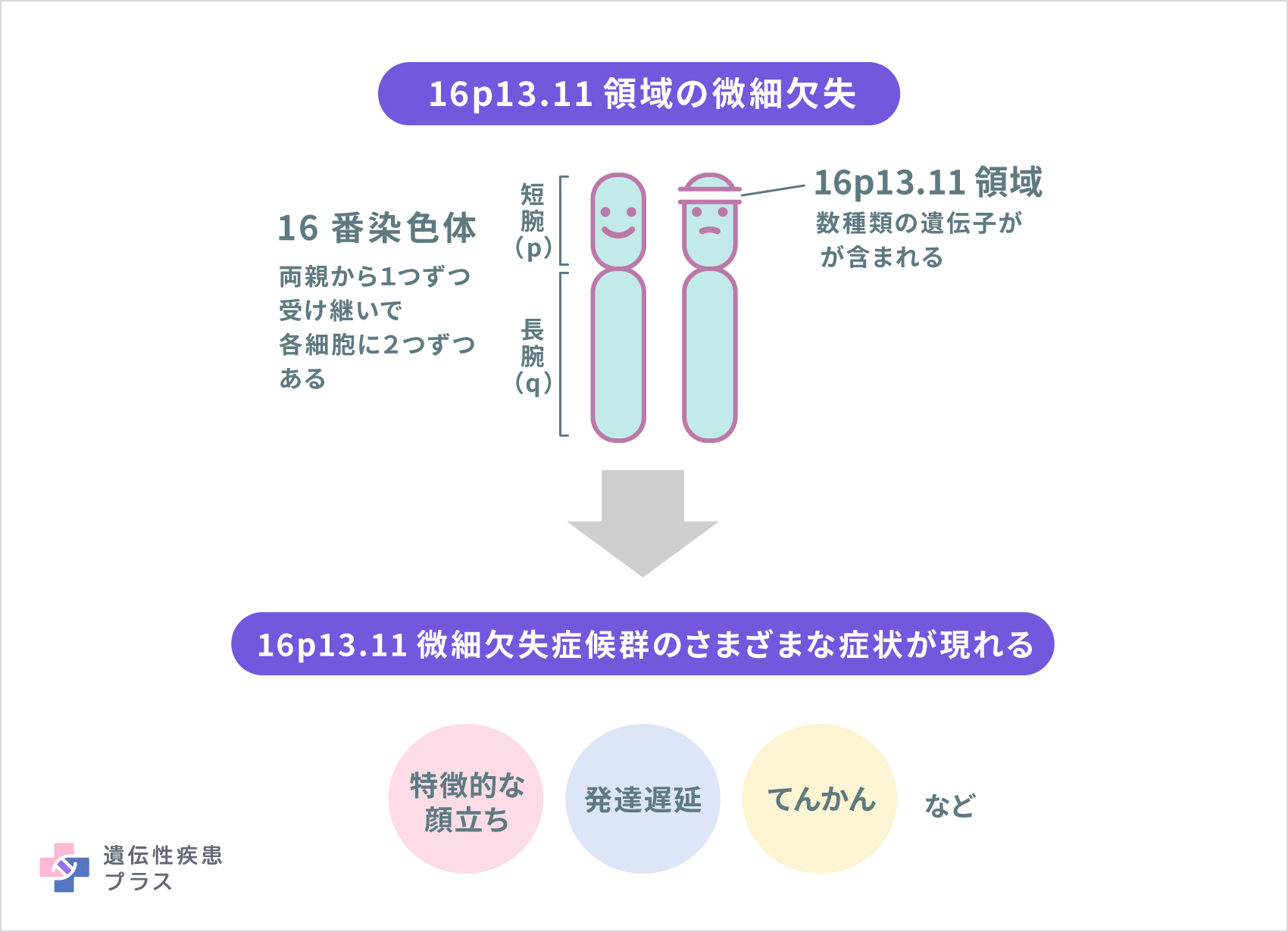 168 16p13.11微細欠失症候群 仕組み 250108