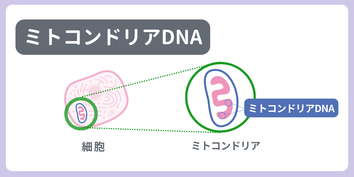 ミトコンドリアDNA（Mitochondrial DNA）のタイトルイメージ