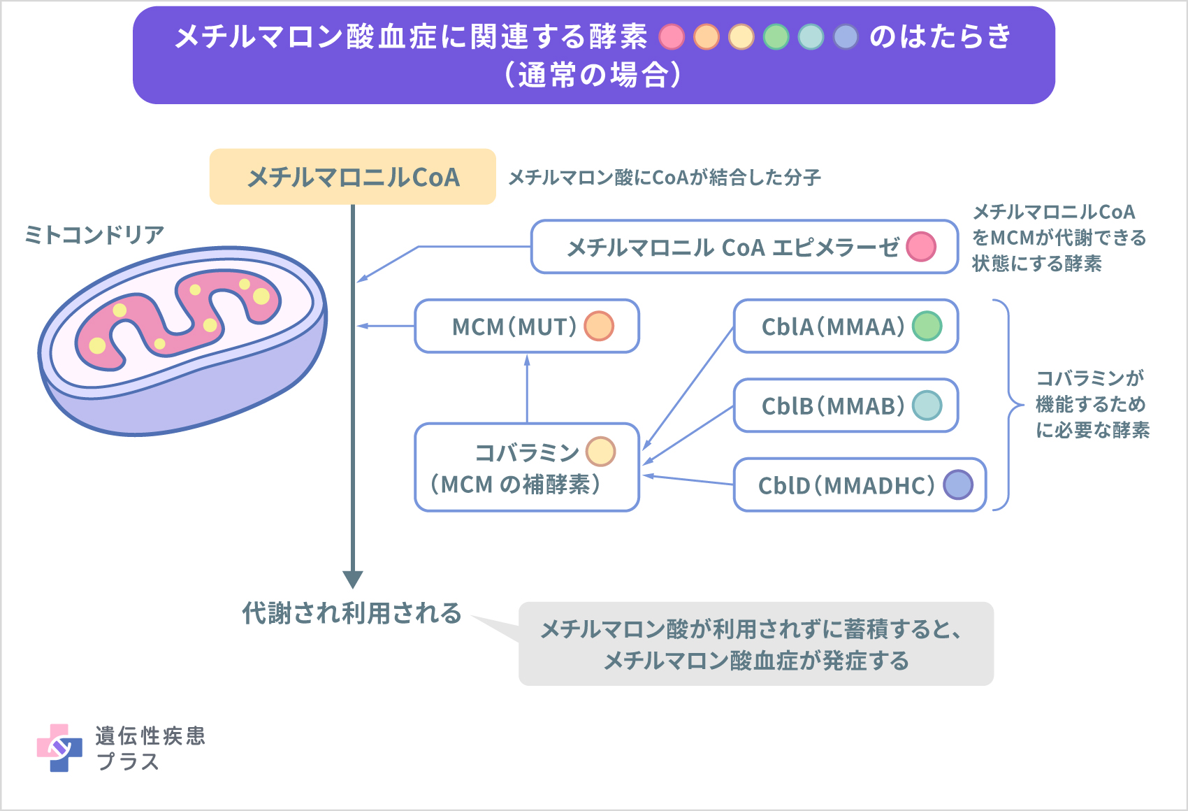 145 メチルマロン酸血症 仕組み