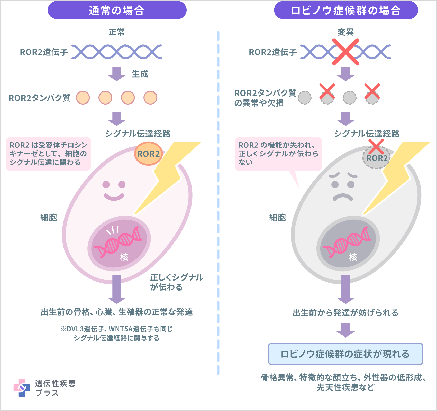 161 ロビノウ症候群 仕組み 241118