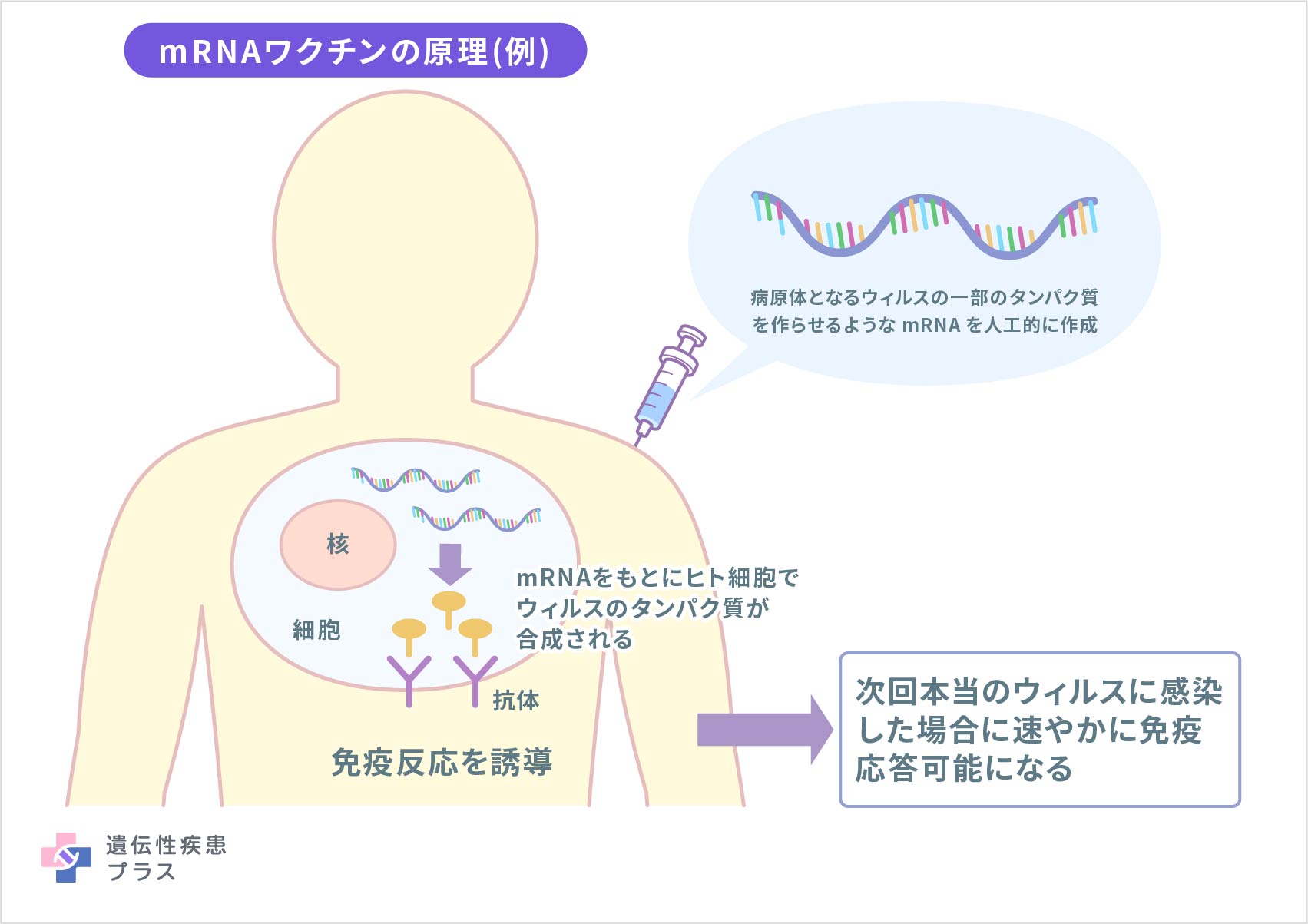 mRNAワクチンとは、どのようなもので、どのように働きますか？のタイトルイメージ