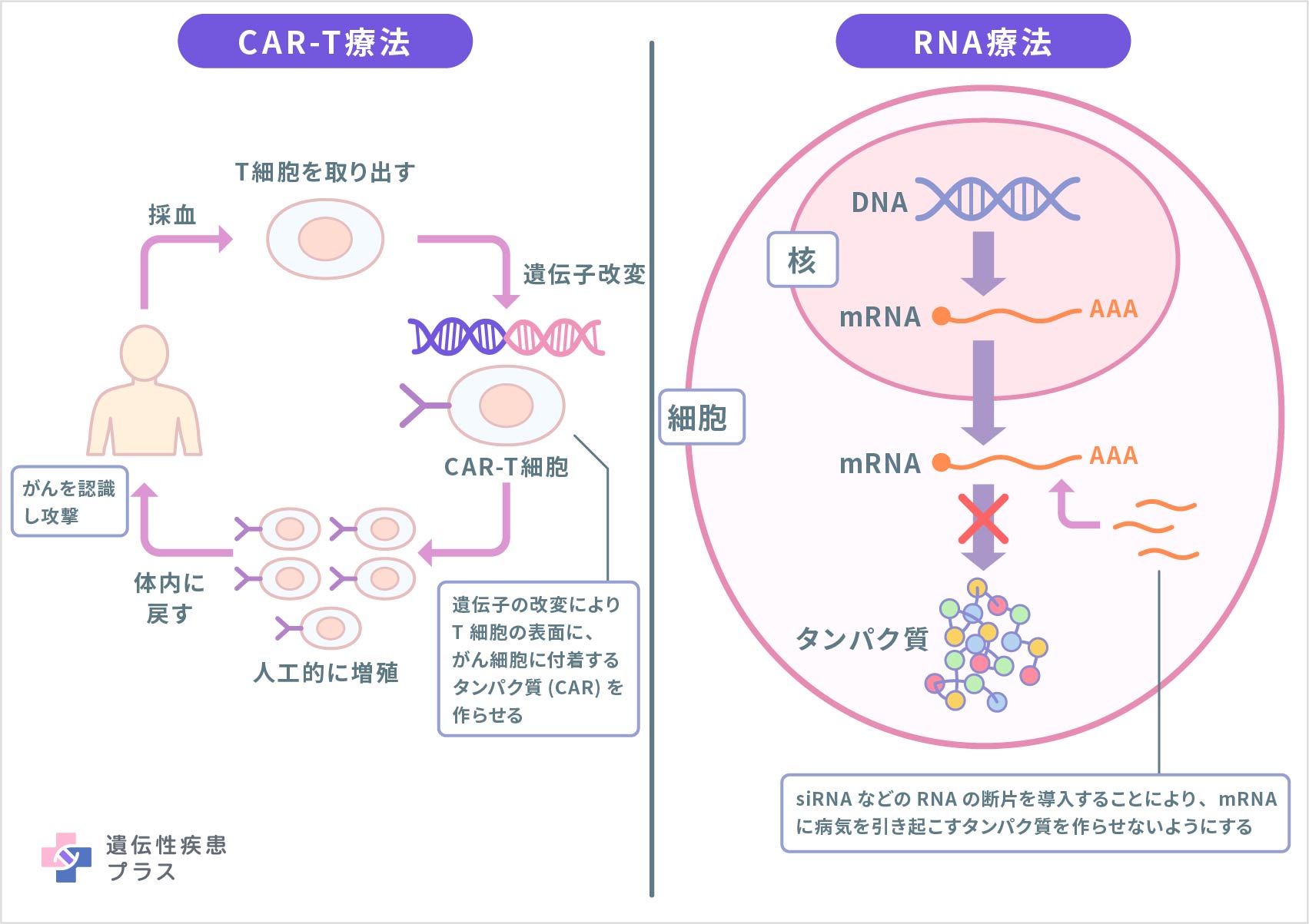 遺伝子治療に関連した治療法（CAR-T細胞療法・RNA療法・その他）についてのタイトルイメージ