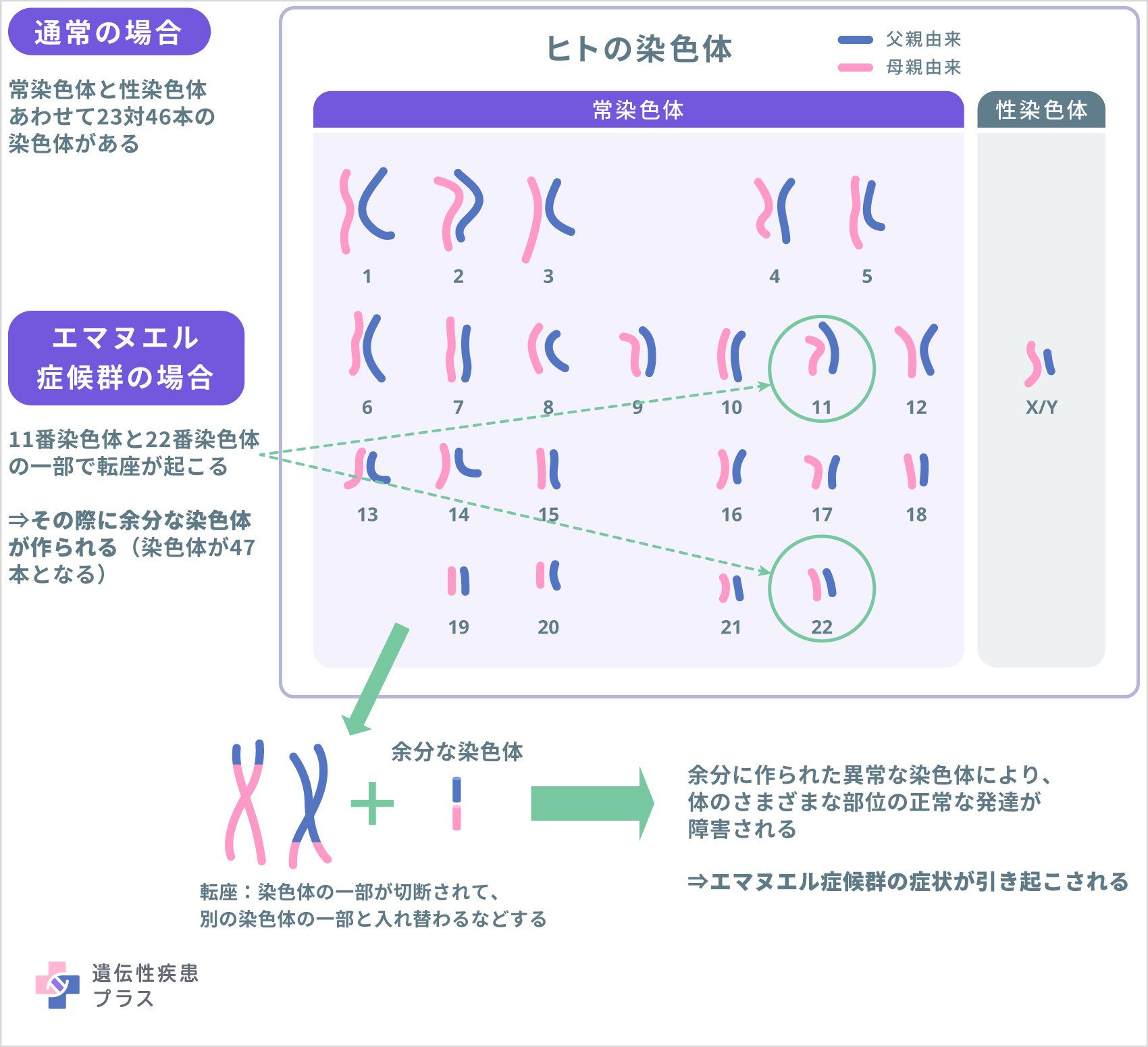 155 エマヌエル症候群 仕組み 241105