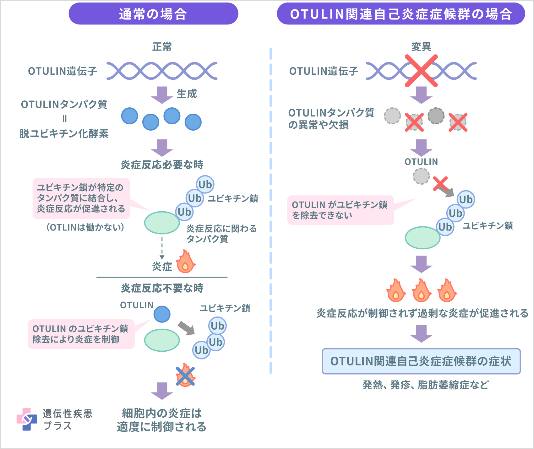 153 Otulin関連自己炎症症候群 仕組み