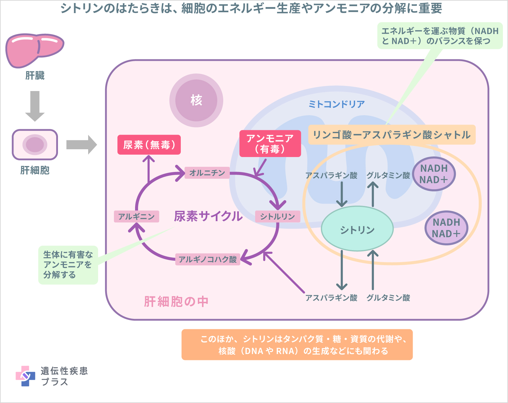 167 シトリン欠損症 仕組み