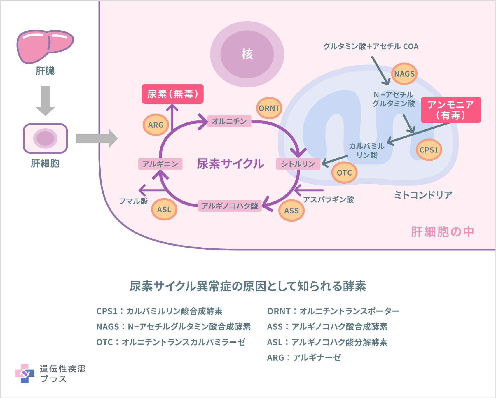 尿素サイクル異常症 - 遺伝性疾患プラス