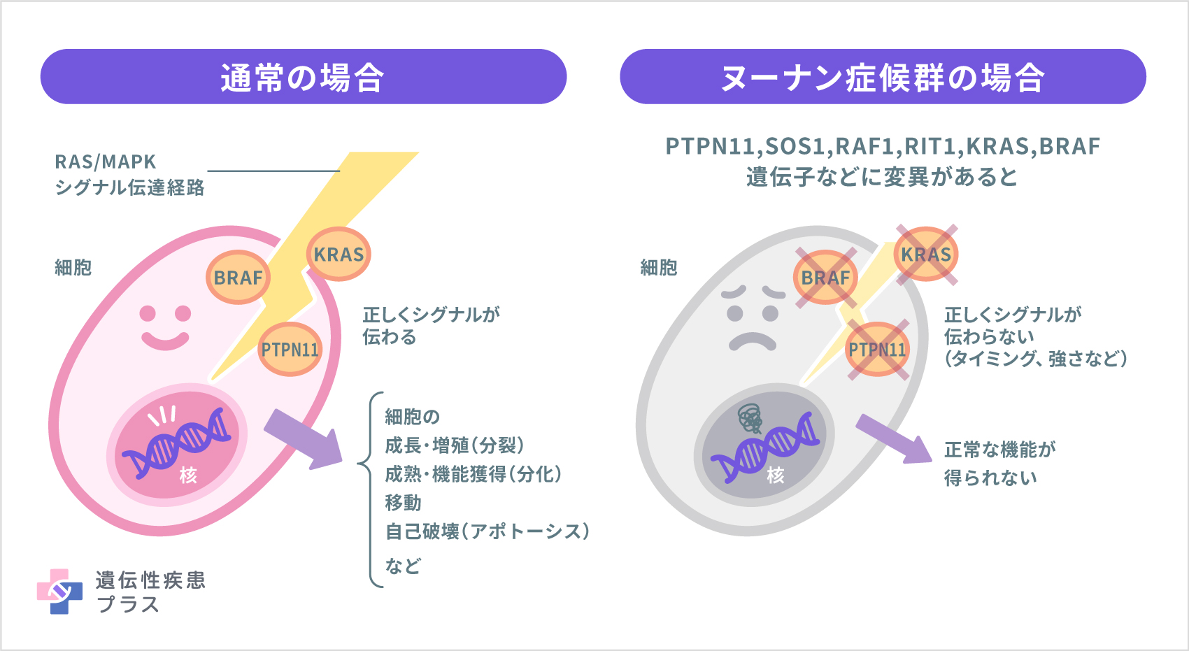 158 ヌーナン症候群 仕組み