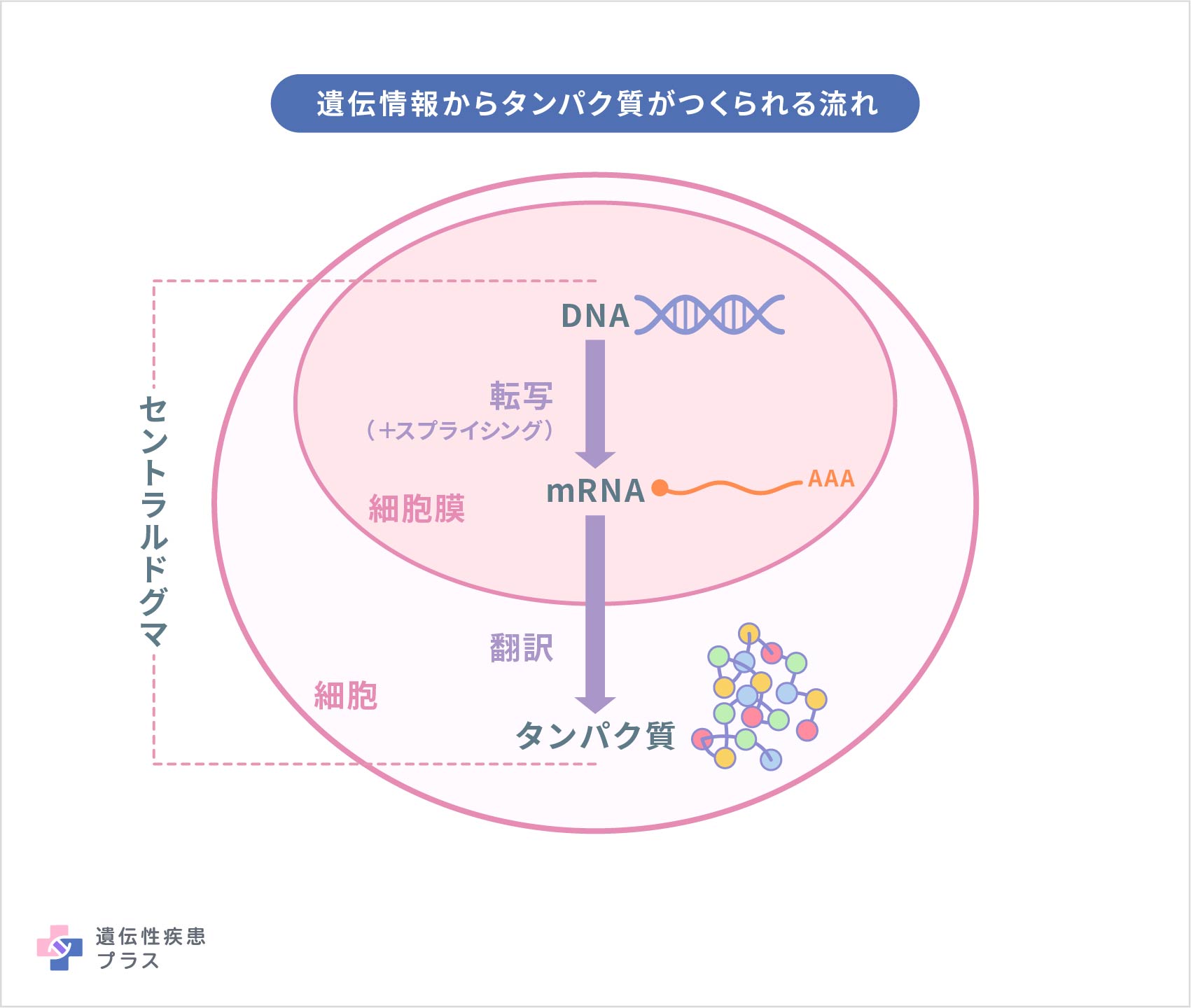 遺伝子はどのようにしてタンパク質の合成を指令しているのですか？のタイトルイメージ